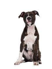 Young brindle with white American Staffordshire Terrier dog, sitting up facing front with eyes firmly shut. Isolated cutout on transparent background.