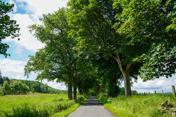 Country road in the middle of lush green grass and woodland
