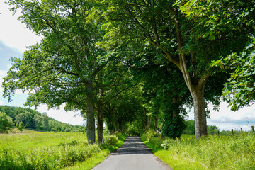 Country road in the middle of lush green grass and woodland