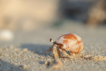 A hermit crab in it's shell on the beach.