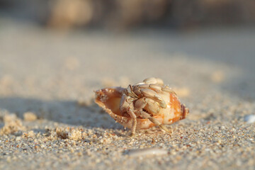 Hermit crab in a shell on the beach.