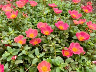 selected focus Moss-rose purslane or Portulaca grandiflora plants with pink flowers