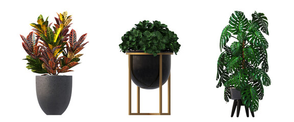 decorative flowers and plants for the interior, isolated on transparent background, 3D illustration, cg render
