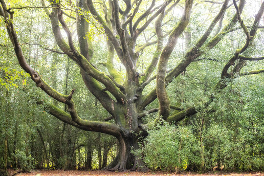 Arbre remarquable en foret de Broc&eacute;liande en Bretagne