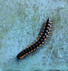 caterpillar on a blue background