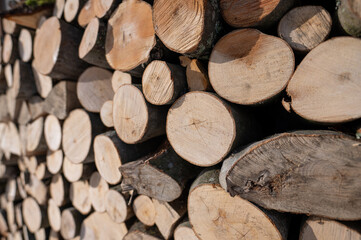 Fagus sylvatica, the European beech, Firewood folded to dry in the yard.