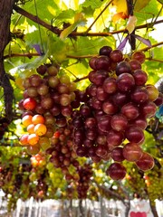 fresh grapes