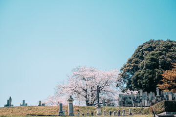 Fototapeta na wymiar 桜とお墓