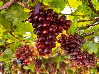 fresh grapes