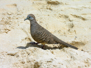 Seychelles - Mahé - Plage de Beau Vallon - oiseau  ©Nicolas Tollin