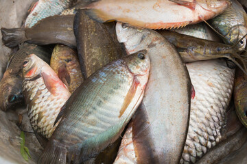 Close-up of freshwater fish in the basin. variety of colorful fresh fish in the raw caught by...