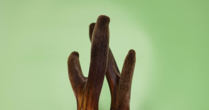 Velvet antler in green background. cartilaginous antler in a precalcified growth stage of deer, covered in a hairy, velvet-like skin, sold in China as Chinese medicine, in USA dietary supplement