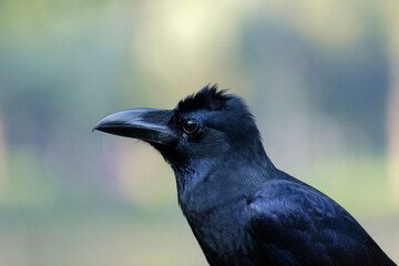 Large-billed crow close up, Corvus macrorhynchos