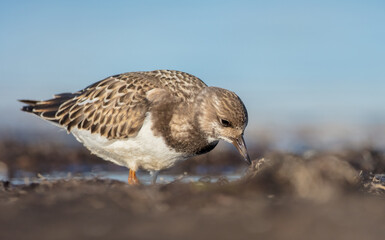 Ruddy Turnstone -  at the sea shore on autumn migration way