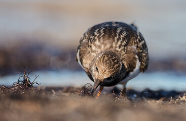 Ruddy Turnstone -  at the sea shore on autumn migration way