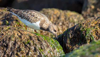 Ruddy Turnstone -  at the sea shore on autumn migration way
