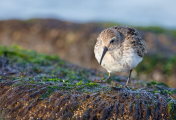 Dunlin - young bird at a seashore on the autumn migration way