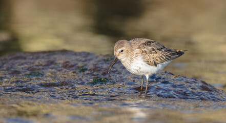 Dunlin - young bird at a seashore on the autumn migration way