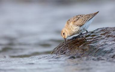 Dunlin - young bird at a seashore on the autumn migration way