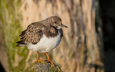 Ruddy Turnstone -  at the sea shore on autumn migration way