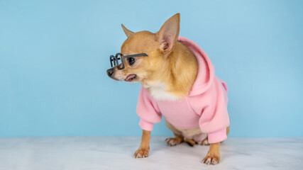 A red chihuahua dog with glasses and a pink hoodie on a blue background. Concept for optics shop, pet stores, shops,  pet grooming salons, educations, sale, advertisement, discount. Banner