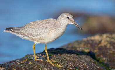 Red Knot - on the autumn migration way at a seashore