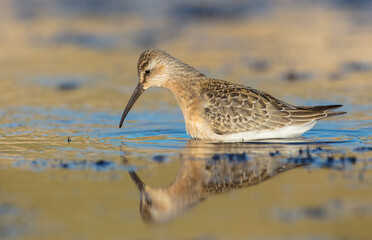 The curlew sandpiper - young bird at a seashore on the autumn migration way