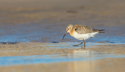 The curlew sandpiper - young bird at a seashore on the autumn migration way