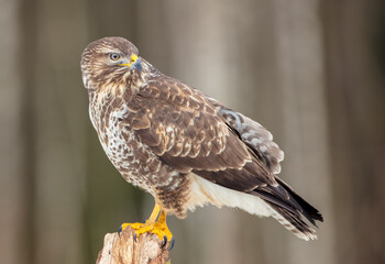 Common Buzzard in winter at a wet forest
