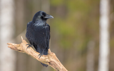 Common Raven - in winter at a wet forest