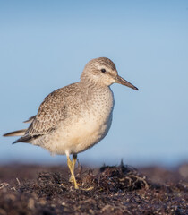 Red Knot - on the autumn migration way at a seashore