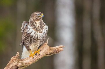 Common Buzzard in winter at a wet forest