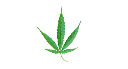 Fototapeta premium Cannabis leaf PNG transparent