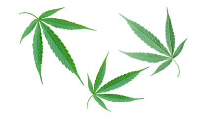 Cannabis leaf PNG transparent