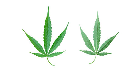 Cannabis leaf PNG transparent