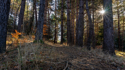 autumn in the forest