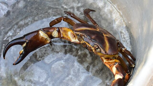 A close-up of freshwater crabs. Indian crab 
