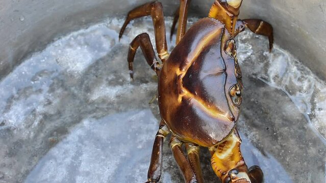 A close-up of freshwater crabs. Indian crab 