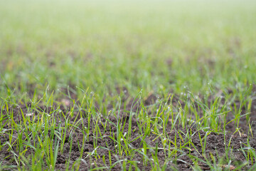 Photo of green plant on a farm