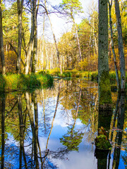 autumn trees reflected in water