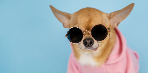 A red chihuahua dog in sunglasses and a pink hoodie on a blue background . Sale, advertising,...