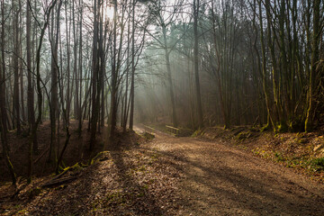 Fototapeta premium Sunlight and mist in woodland, on a winter's morning