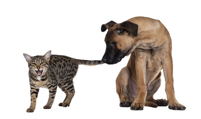 Savannah F7 cat and Boerboel malinois cross breed dog, playing together. Dog biting in cats tail, cat screaming. Isolated cutout on transparent background.