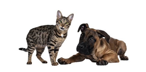 Savannah F7 cat and Boerboel malinois cross breed dog, playing together. Cat standing with funny...