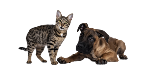 Savannah F7 cat and Boerboel malinois cross breed dog, playing together. Cat standing with funny expression looking to camera, dog laying down. Isolated cutout on transparent background.