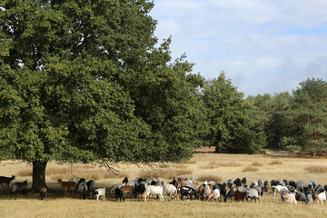 Obraz premium Eine Herde Heidschnucken in der Lüneburger Heide