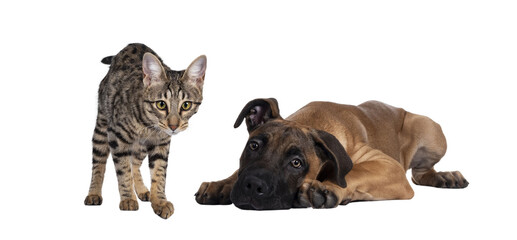 Savannah F7 cat and Boerboel malinois cross breed dog, playing together. Cat standing looking to camera, dog laying down. Isolated cutout on transparent background.