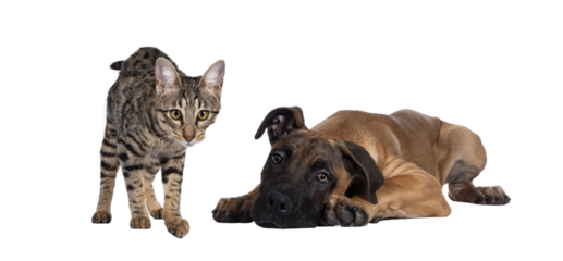 Savannah F7 cat and Boerboel malinois cross breed dog, playing together. Cat standing looking to camera, dog laying down. Isolated cutout on transparent background.