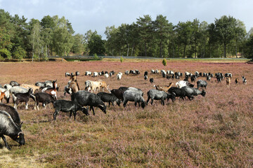 Obraz premium Eine Herde Heidschnucken in der Lüneburger Heide