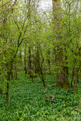 New growth of wild garlic in woodland, on a spring day